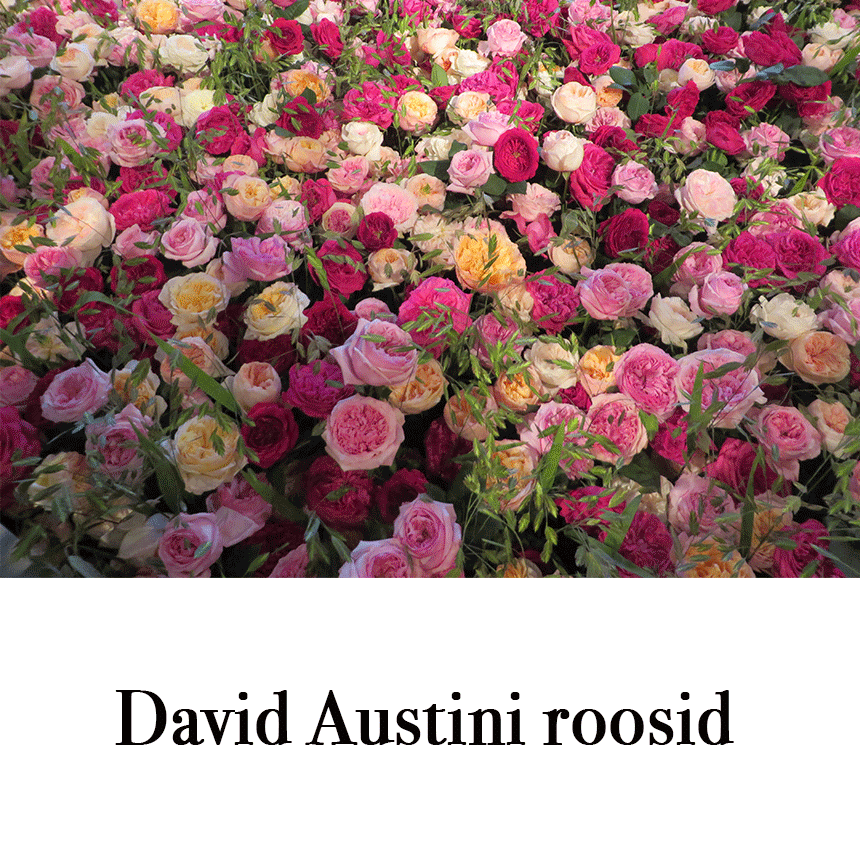 Suur õnnitluskaart "David Austini roosid" € 2.50
