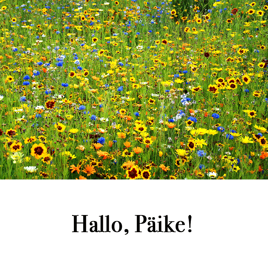 Suur õnnitluskaart "Hallo, Päike!" € 2.50
