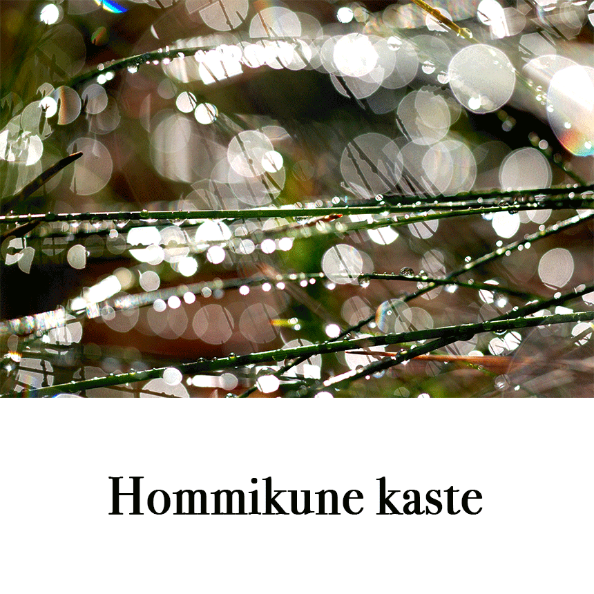 Suur õnnitluskaart "Hommikune kaste" € 2.50