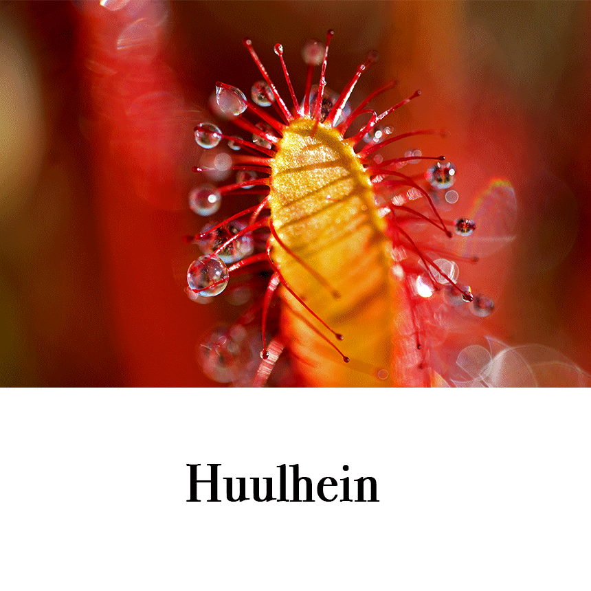 Suur õnnitluskaart “Huulhein” € 2,50