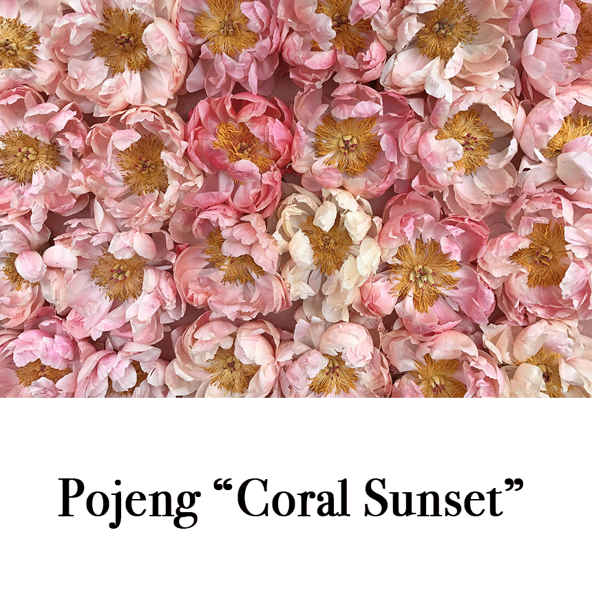 Suur õnnitluskaart "Pojeng Coral Sunset" € 2.50