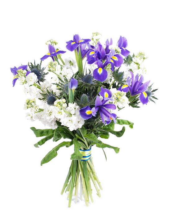 Lillekimp-Sini-Valge