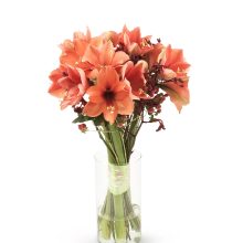 lillekimp-ratsur lillekimp ratsur