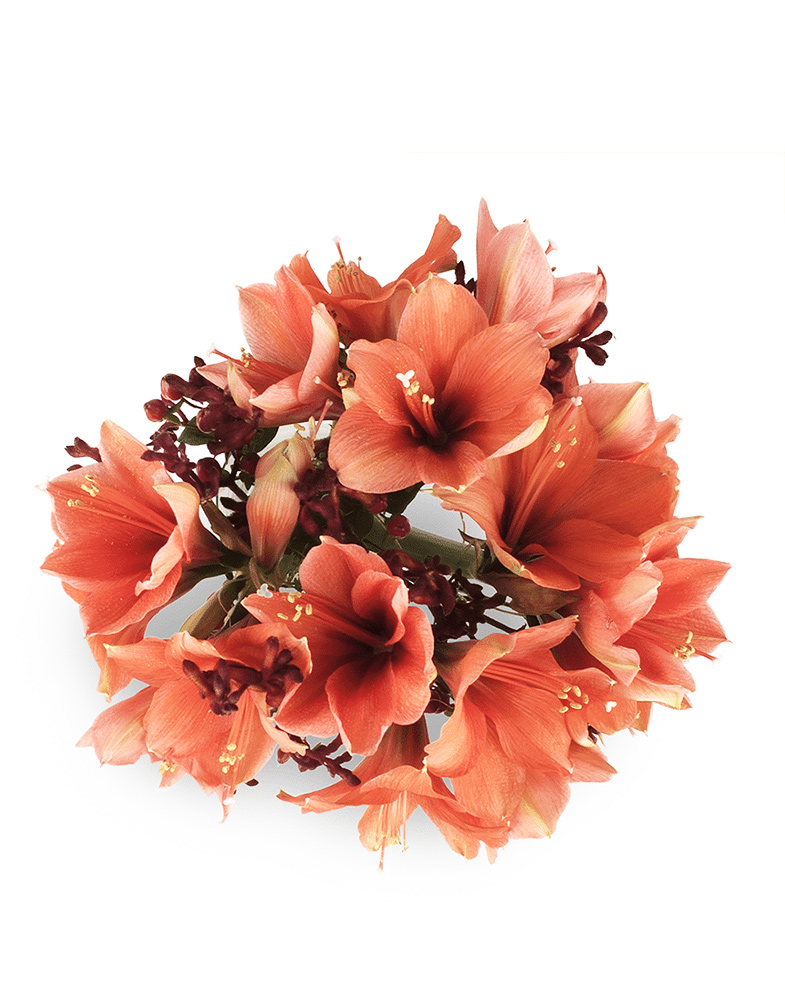 lillekimp-ratsur-pealtvaade