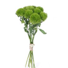 Dianthus Kiwi Mellow