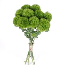 Dianthus Kiwi Mellow