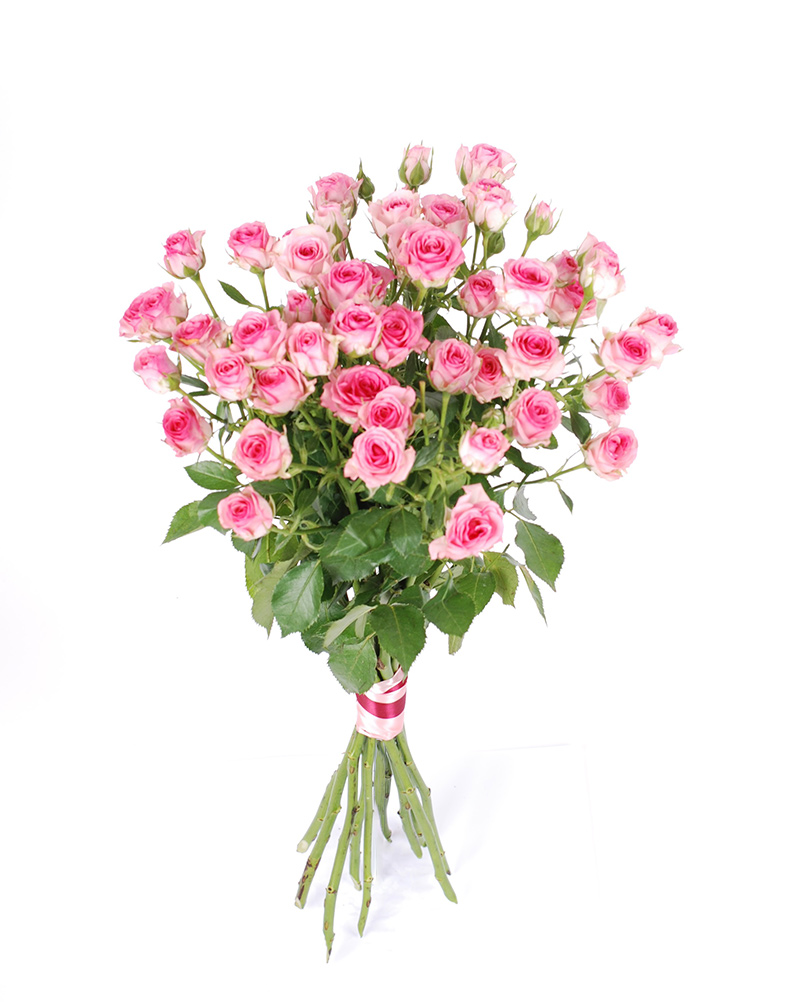 Kobarroosid-roosad Kobarroos Roosa