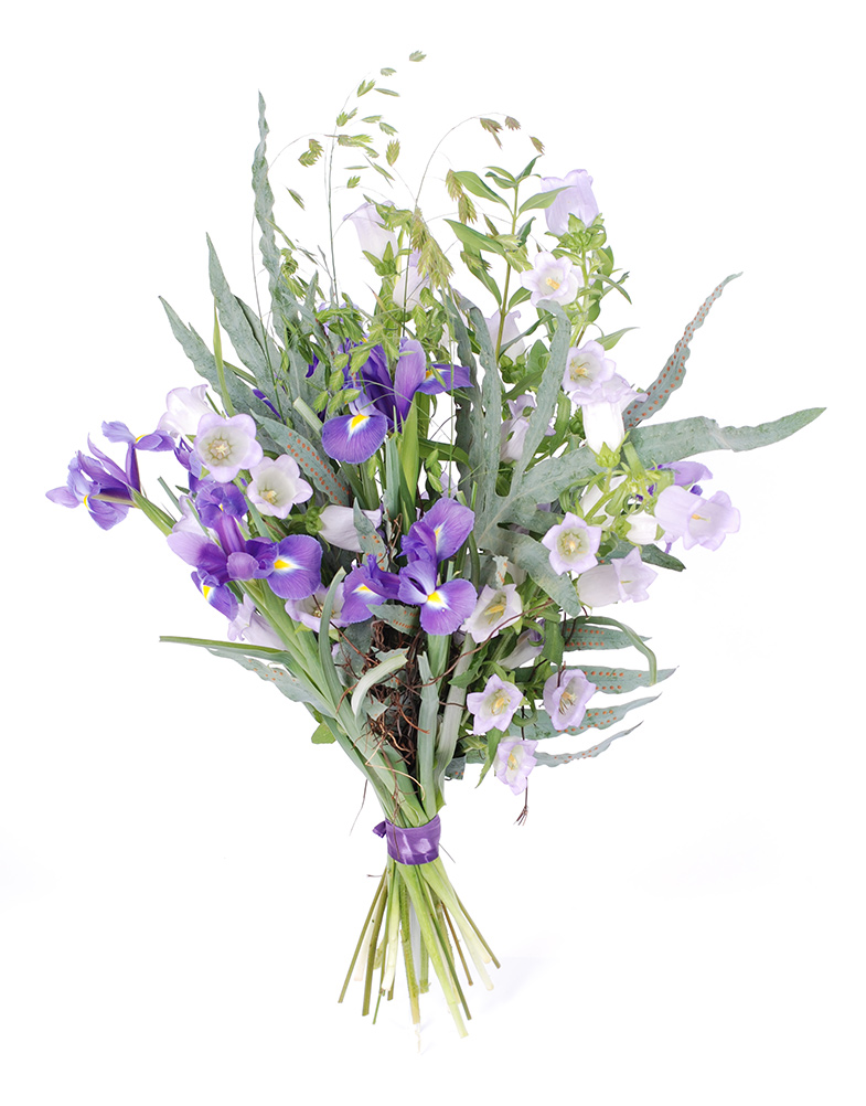 Lillekimp Siniallikad Lillekimp kellukatest ja iiristest