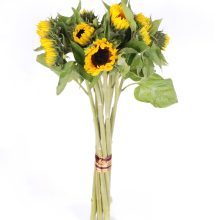 Päevalilled Lõikelilled päevalilled