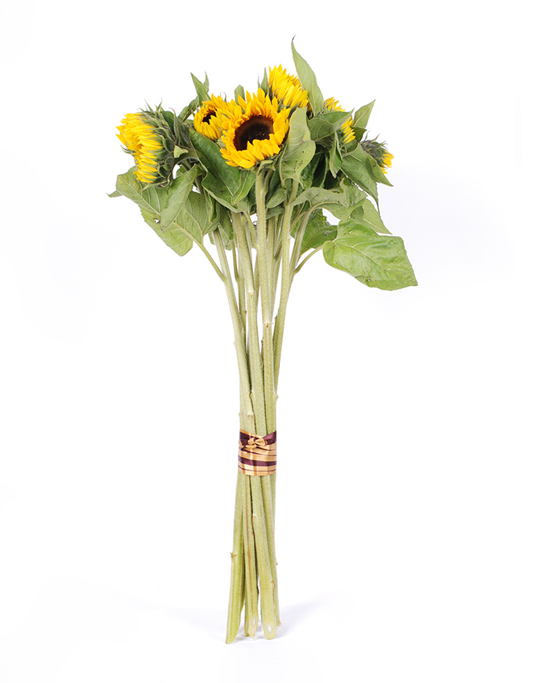 Päevalilled--eestvaade