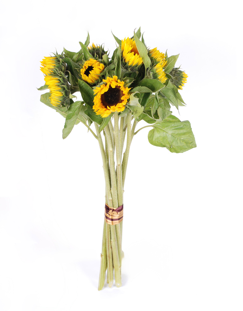 Päevalilled Lõikelilled päevalilled