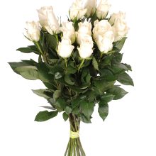 valge roos pealtvaade